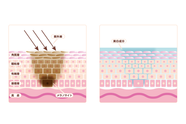 ハイドロキノンの簡単な初歩や基本的な使い方・利用方法・仕様方法・やり方